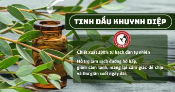Nguồn Gốc và Quy Trình Sản Xuất Tinh Dầu Khuynh Diệp