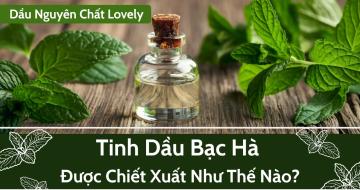 Tinh Dầu Bạc Hà Được Chiết Xuất Như Thế Nào?