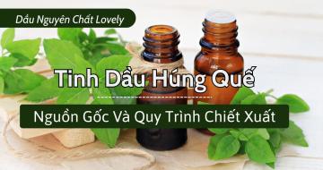 Tinh Dầu Húng Quế: Nguồn Gốc Và Quy Trình Chiết Xuất