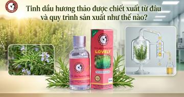 Tinh Dầu Hương Thảo Được Chiết Xuất Từ Đ&acirc;u V&agrave; Quy Tr&igrave;nh Sản Xuất