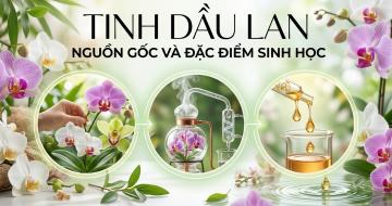 Tinh Dầu Hoa Lan: Đặc Điểm Sinh Học V&agrave; 3 C&ocirc;ng Dụng Trị Liệu