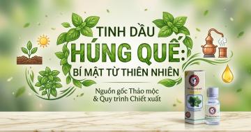 Tinh Dầu H&uacute;ng Quế: Quy Tr&igrave;nh Chiết Xuất V&agrave; 3 C&ocirc;ng Dụng Sức Khỏe