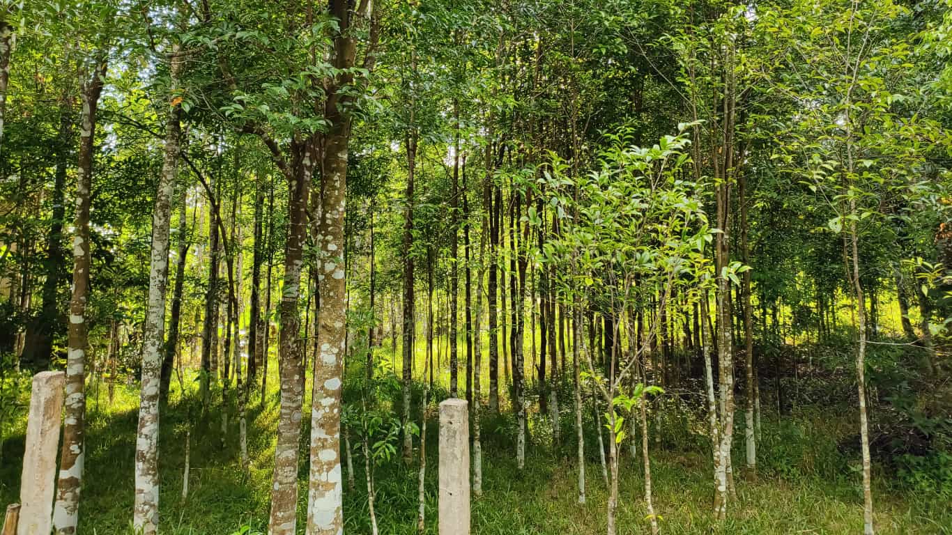 tinh dầu trầm hương