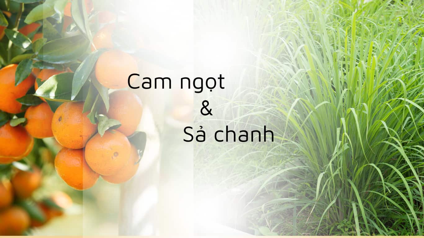 tinh dầu sả cam