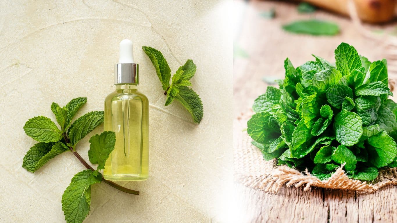công dụng của tinh dầu bạc hà