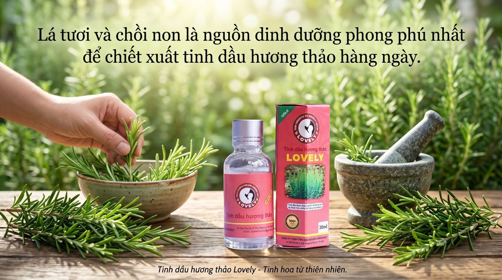 nguyên liệu chiết xuất tinh dầu hương thảo
