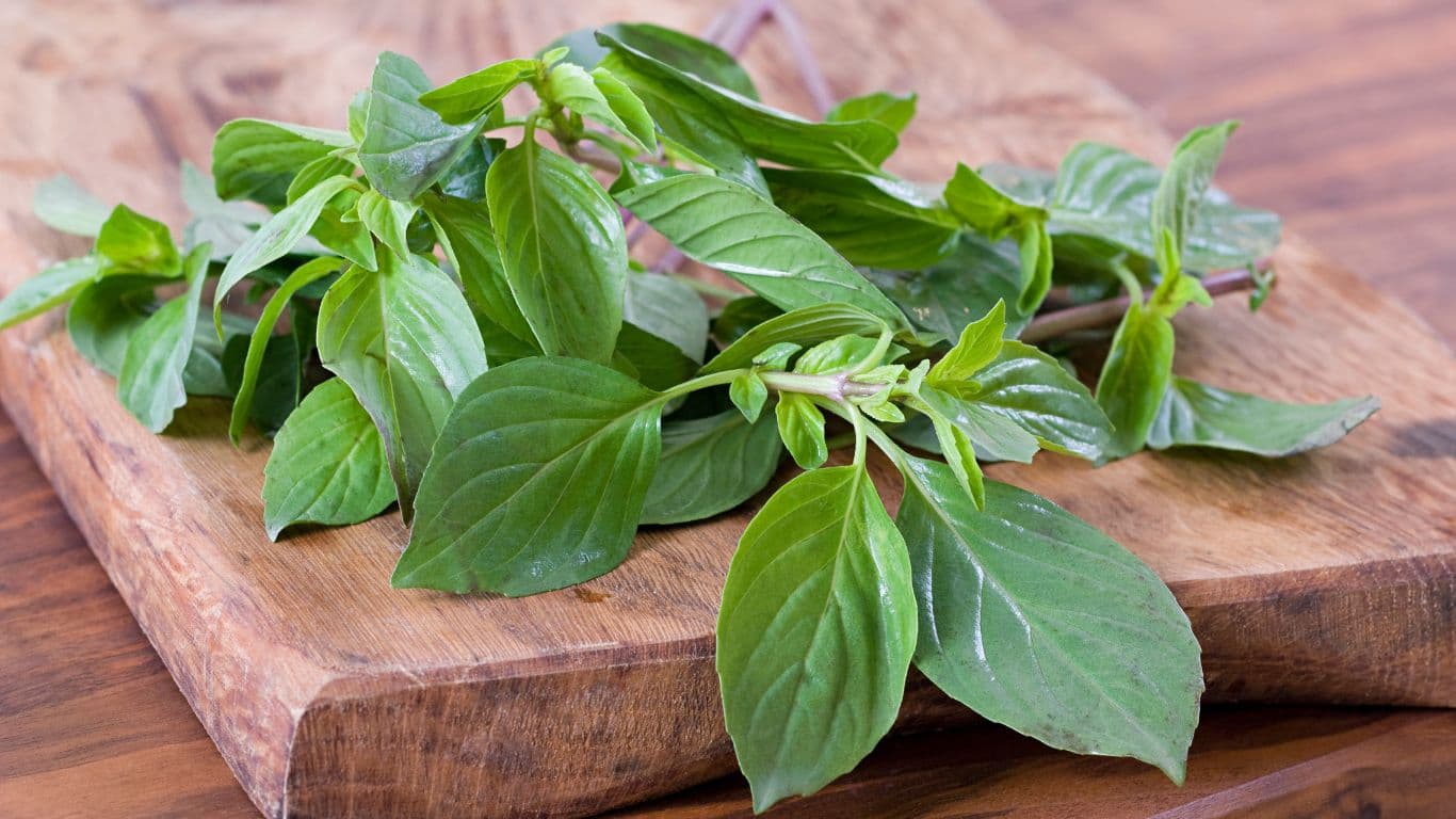 tinh dầu húng quế